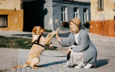 Should I Pet My Dog or Puppy While They Are Eating?