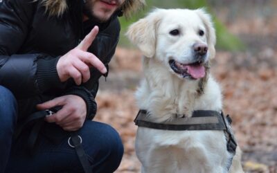 How Do I Train or Teach My Dog to Come Back to Me Happily?