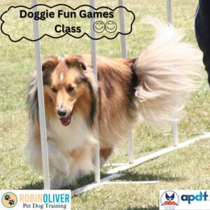 dog agility, dog training