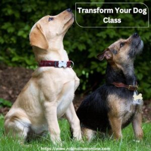 pet dog training