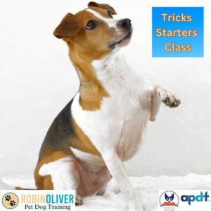 dog tricks, dog training