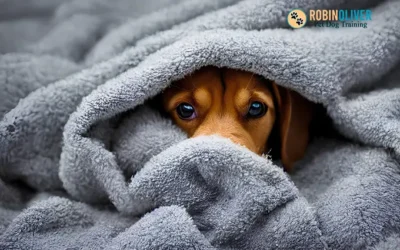Should You Bathe Your Dog with Hose Water?
