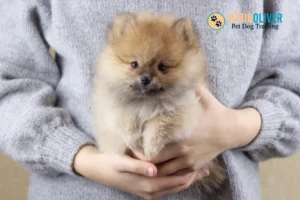 How Do You Spot if Your Puppy is from a Puppy Farm