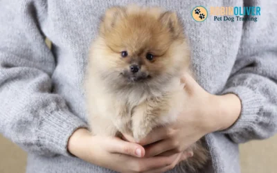 How Do You Spot if Your Puppy is from a Puppy Farm