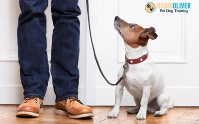 How Often Should I Train My New Puppy or Dog?