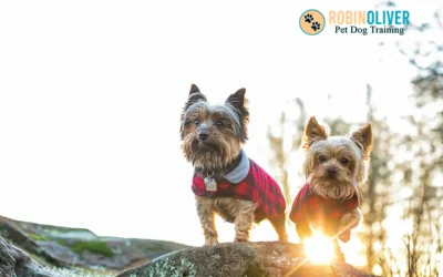 What are the Pros and Cons of Having Two Dogs