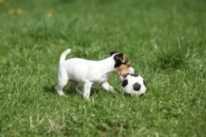 how to teach a puppy to fetch | Robin Oliver Pet Dog Training Australia