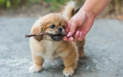 This is How I Teach My New Puppy to Fetch