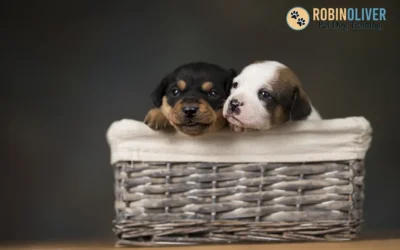 My Checklist Before I Pick Up My New Puppy