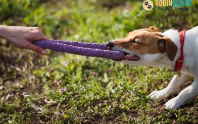 The Do’s and Don’ts of Playing with your Puppy