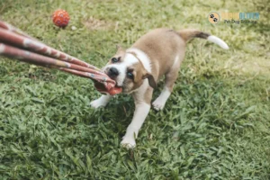 The Importance of Balanced Play and Understanding Your Puppys Needs image