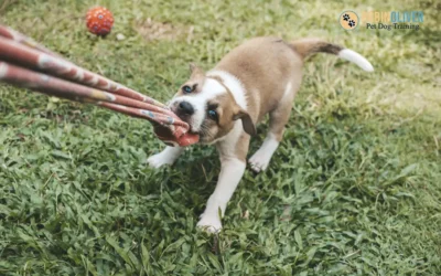 The Importance of Balanced Play and Understanding Your Puppys Needs