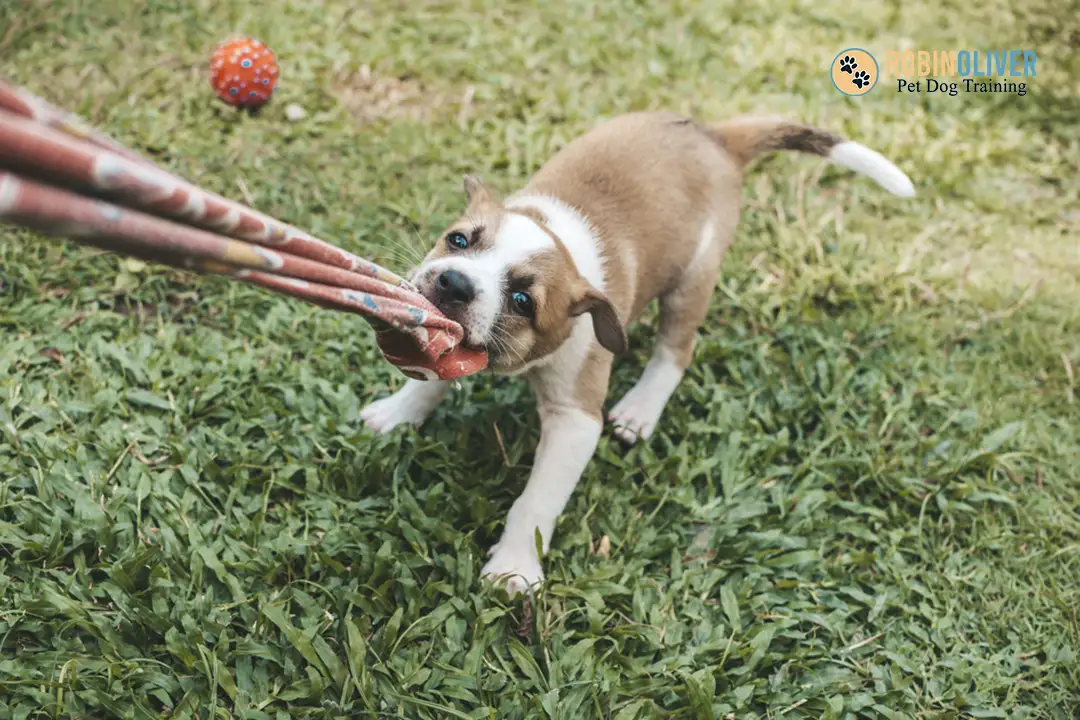 The Importance of Balanced Play and Understanding Your Puppys Needs image