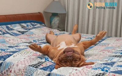 The Importance of a Set Bedtime for Your Canine Companion