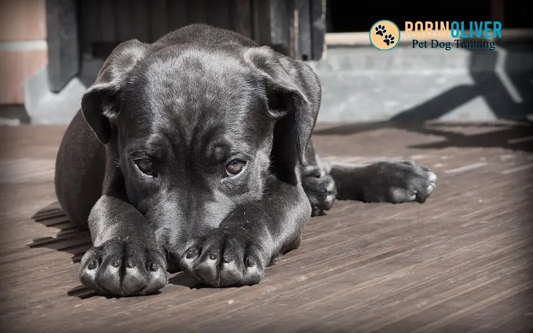 How to Help an Anxious Dog or Puppy