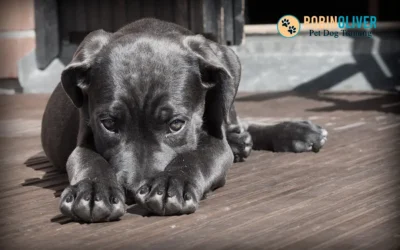 How to Help an Anxious Dog or Puppy