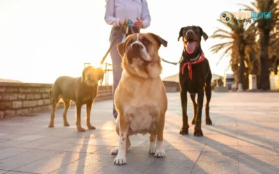 When Should You Walk Your Dog if the Weather is Hot?