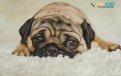 What to Do If Your New Puppy Cries the First Night