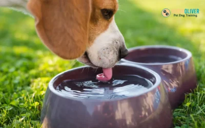 Why Adding Water to Your Dog’s Food Bowl is a Game Changer