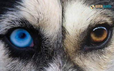 Do You Mind If Your Dog Has One Blue Eye and One Brown Eye?