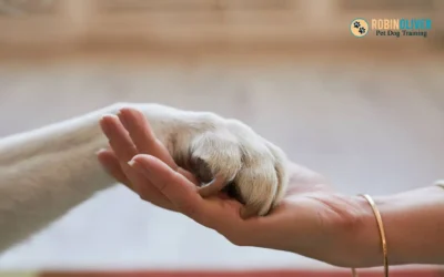The Pros and Cons of Hiring a Dog Sitter to Care for Your Pets