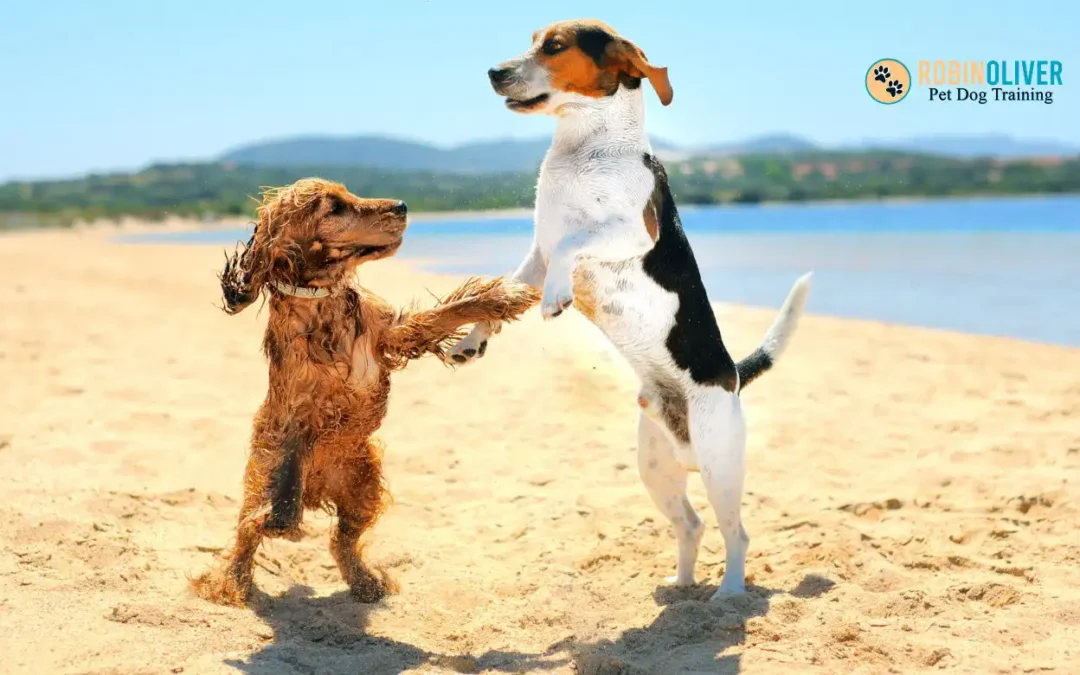 Dog Beach Etiquette:  Encouraging Manners and Safety