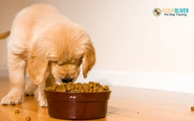 How Many Times a Day Should You Feed Your Puppy?