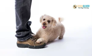 Why does my dog sit at my feet