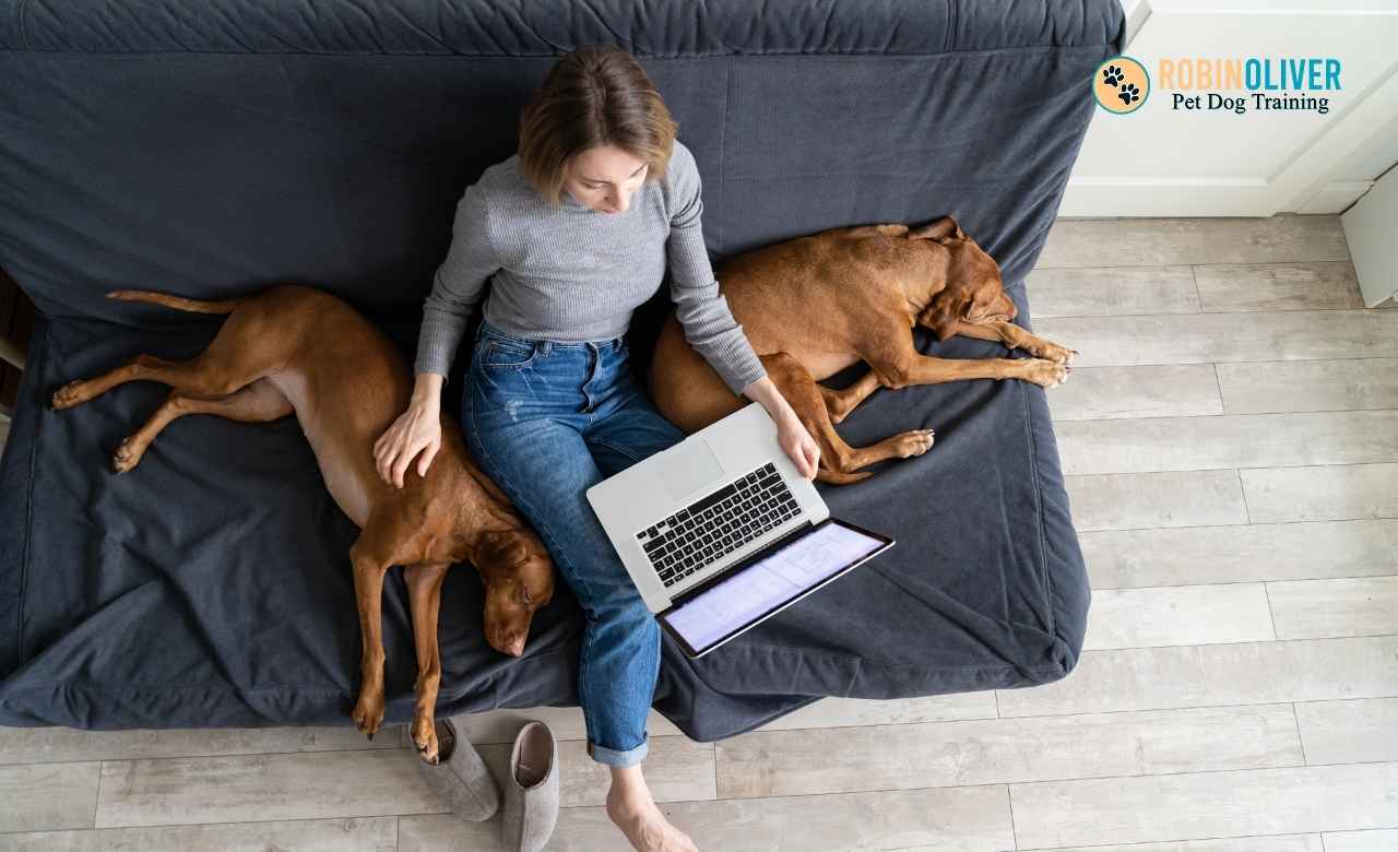 Help for Clingy Dogs