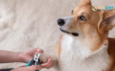 How to Keep Your Dog Calm During Nail Trimming or Grinding