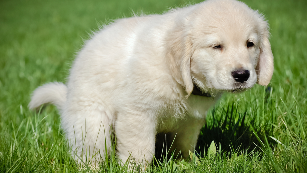 Potty Train Your Puppy