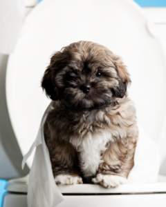 Puppy toilet training